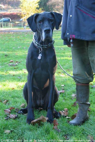 Photo de Dogue allemand