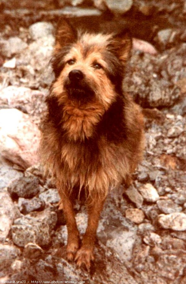 Photo de Chien de berger des pyrenes  poil long