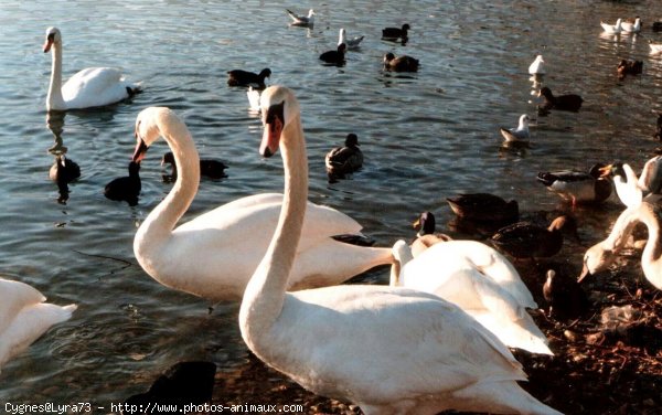 Photo de Cygne