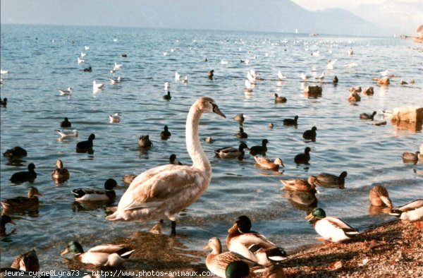 Photo de Cygne