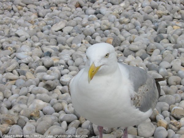 Photo de Mouette