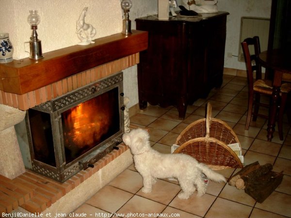 Photo de Bichon  poil fris