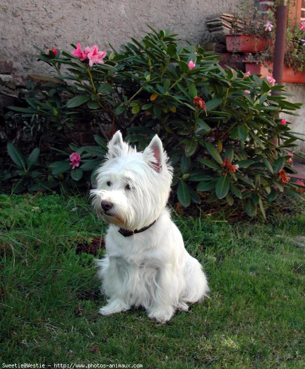 Photo de West highland white terrier