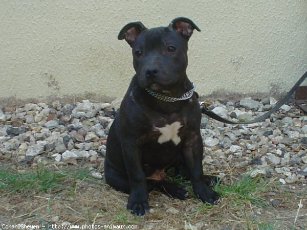 Photo de Staffordshire bull terrier