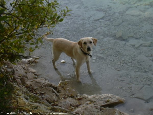 Photo de Labrador retriever