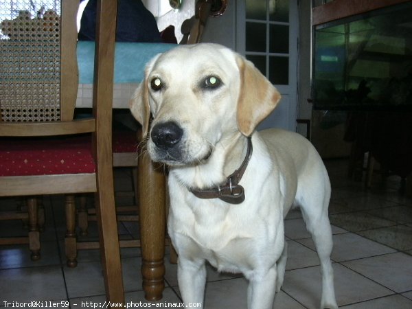 Photo de Labrador retriever