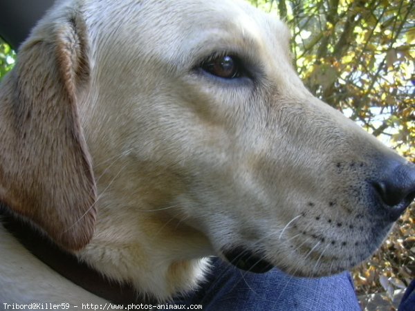 Photo de Labrador retriever