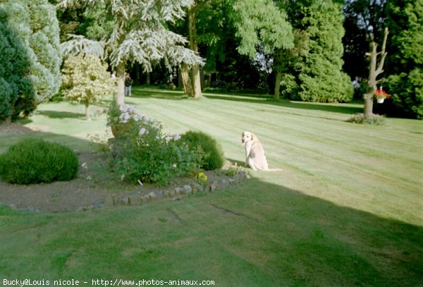 Photo de Labrador retriever