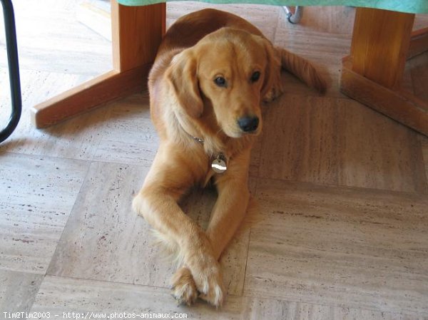 Photo de Golden retriever