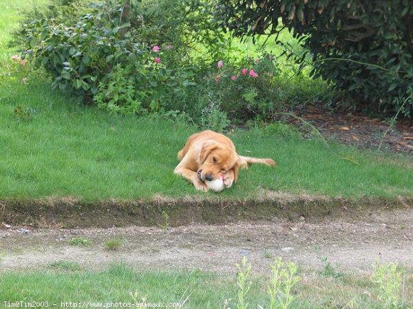 Photo de Golden retriever