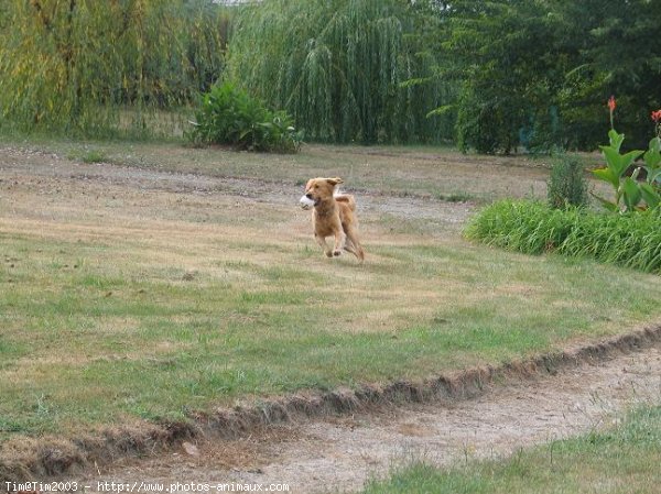 Photo de Golden retriever