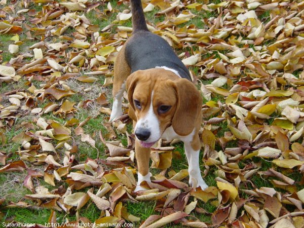 Photo de Beagle