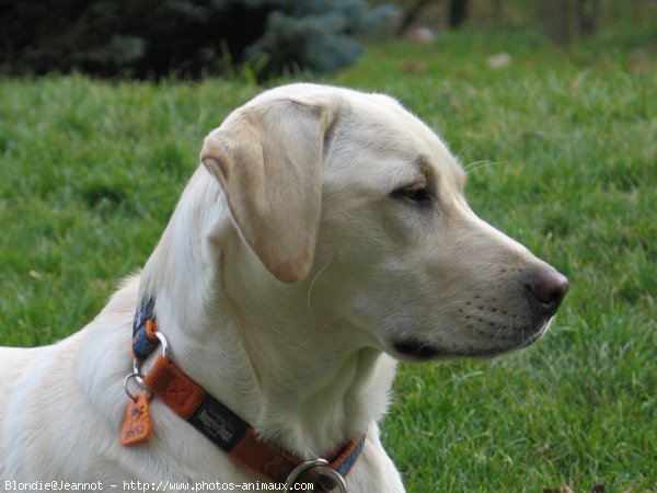 Photo de Labrador retriever