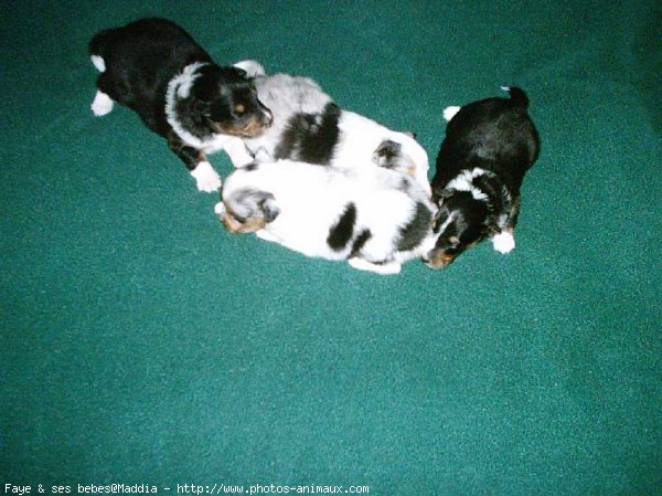 Photo de Chien de berger des shetland