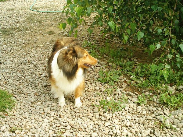 Photo de Chien de berger des shetland