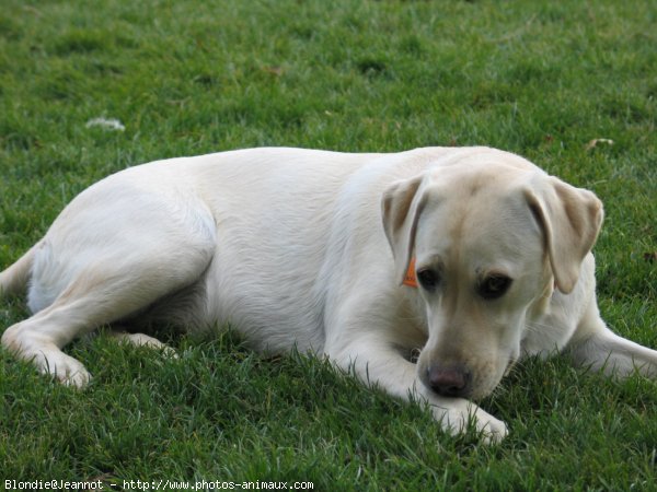 Photo de Labrador retriever