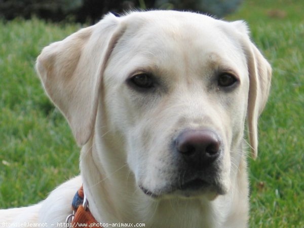 Photo de Labrador retriever