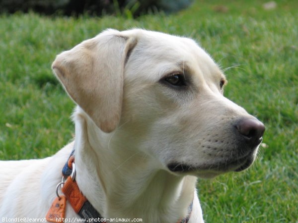 Photo de Labrador retriever