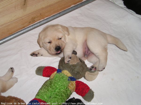 Photo de Labrador retriever