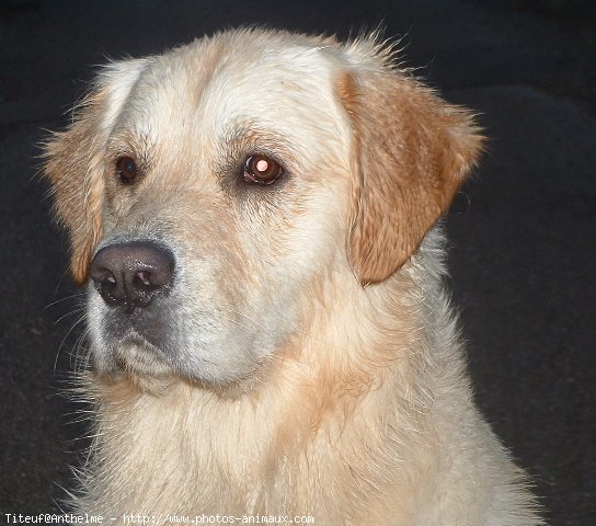 Photo de Golden retriever