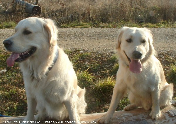 Photo de Golden retriever