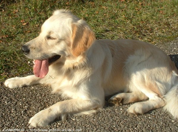 Photo de Golden retriever