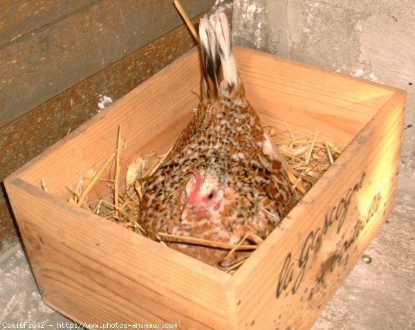 Photo de Poule