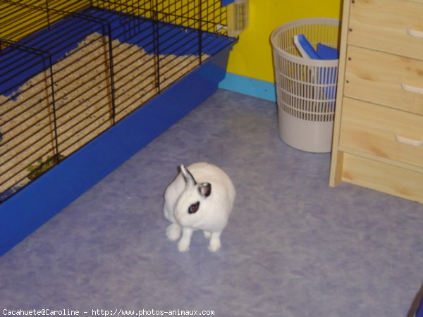 Photo de Lapin