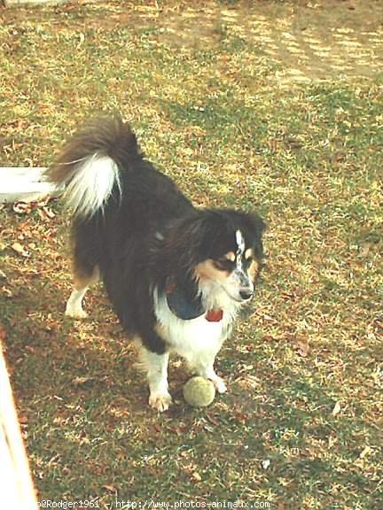 Photo de Chien de berger des shetland