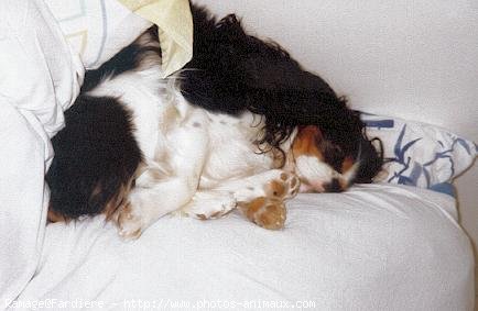 Photo de Cavalier king charles spaniel