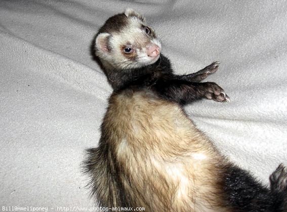 Photo de Furet