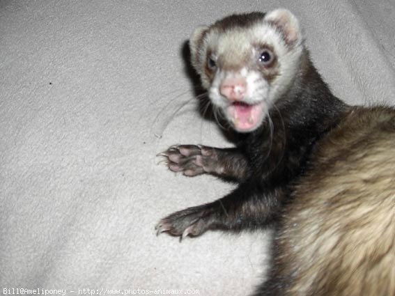 Photo de Furet