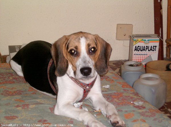 Photo de Beagle