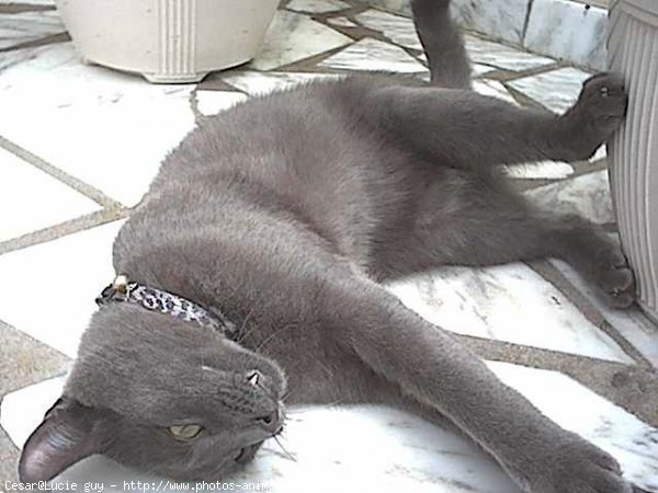 Photo de Chartreux