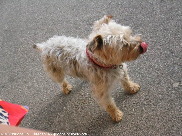 Photo de Yorkshire terrier