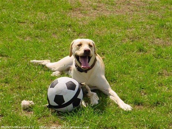 Photo de Labrador retriever