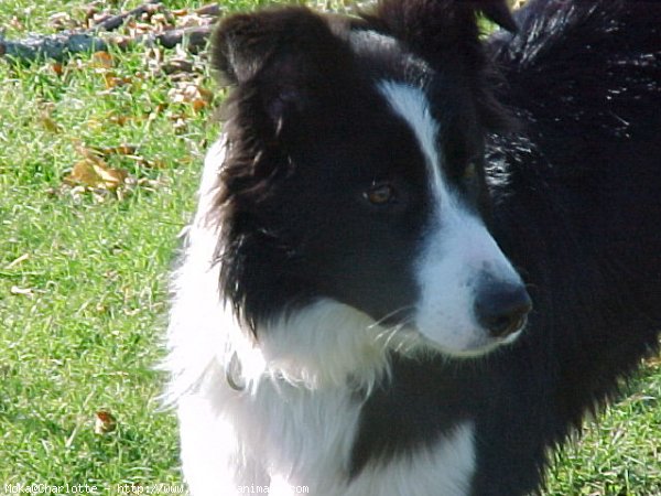 Photo de Border collie