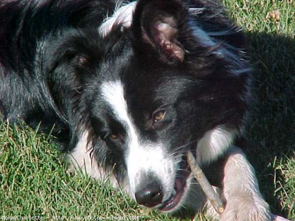 Photo de Border collie