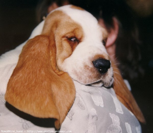 Photo de Basset hound