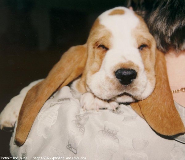 Photo de Basset hound