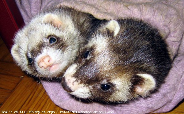 Photo de Furet