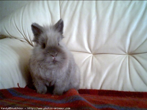 Photo de Lapin