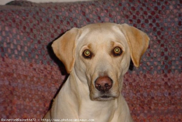 Photo de Labrador retriever