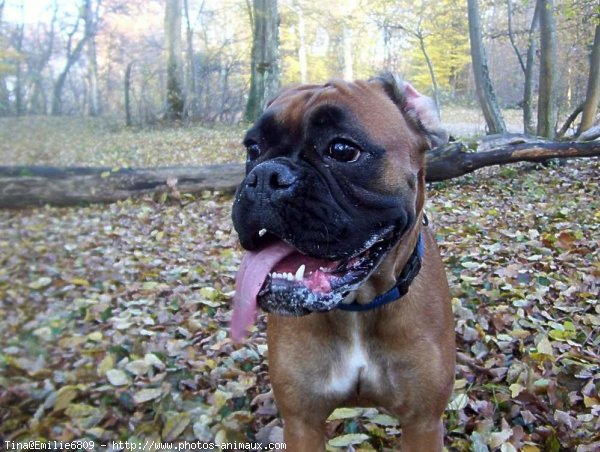 Photo de Boxer