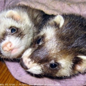 Photo de Furet