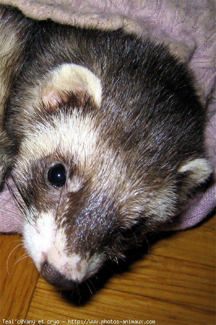 Photo de Furet