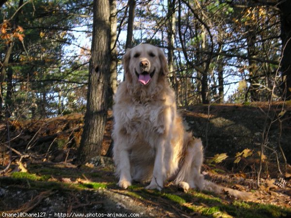 Photo de Golden retriever