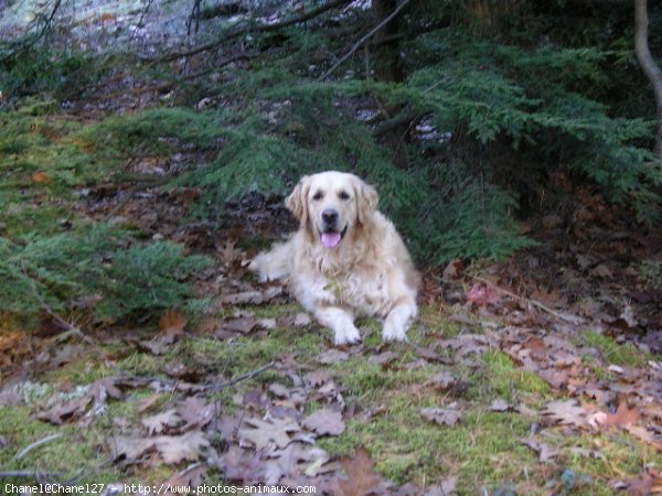 Photo de Golden retriever