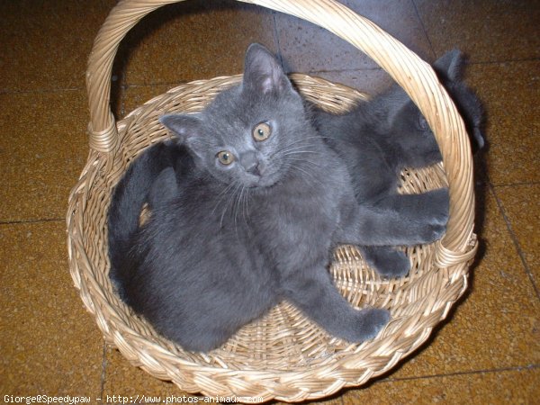 Photo de Chartreux