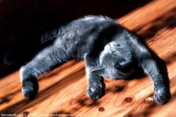 Photo de Chartreux